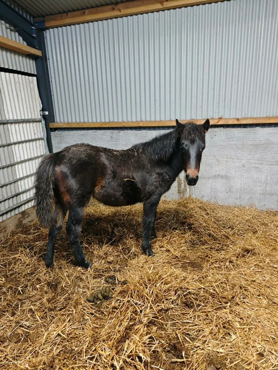 Connemara filly foal - Image 4