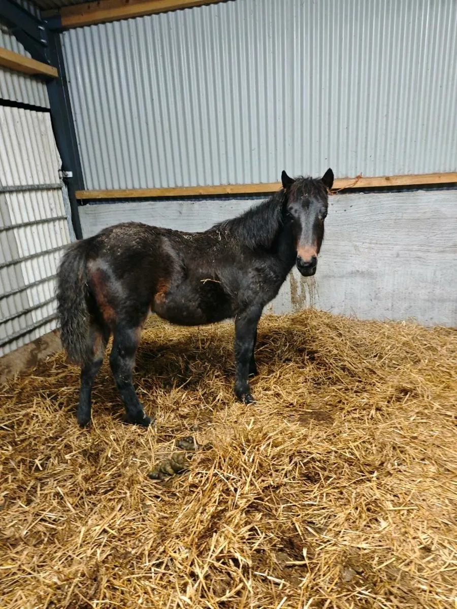 Connemara filly foal - Image 1