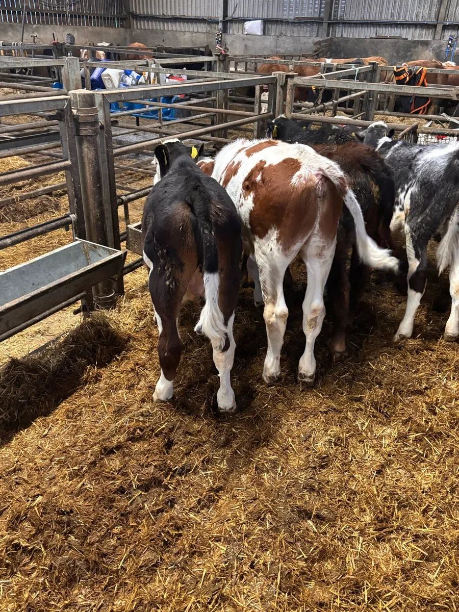 Hereford & FKV bulls. - Image 3