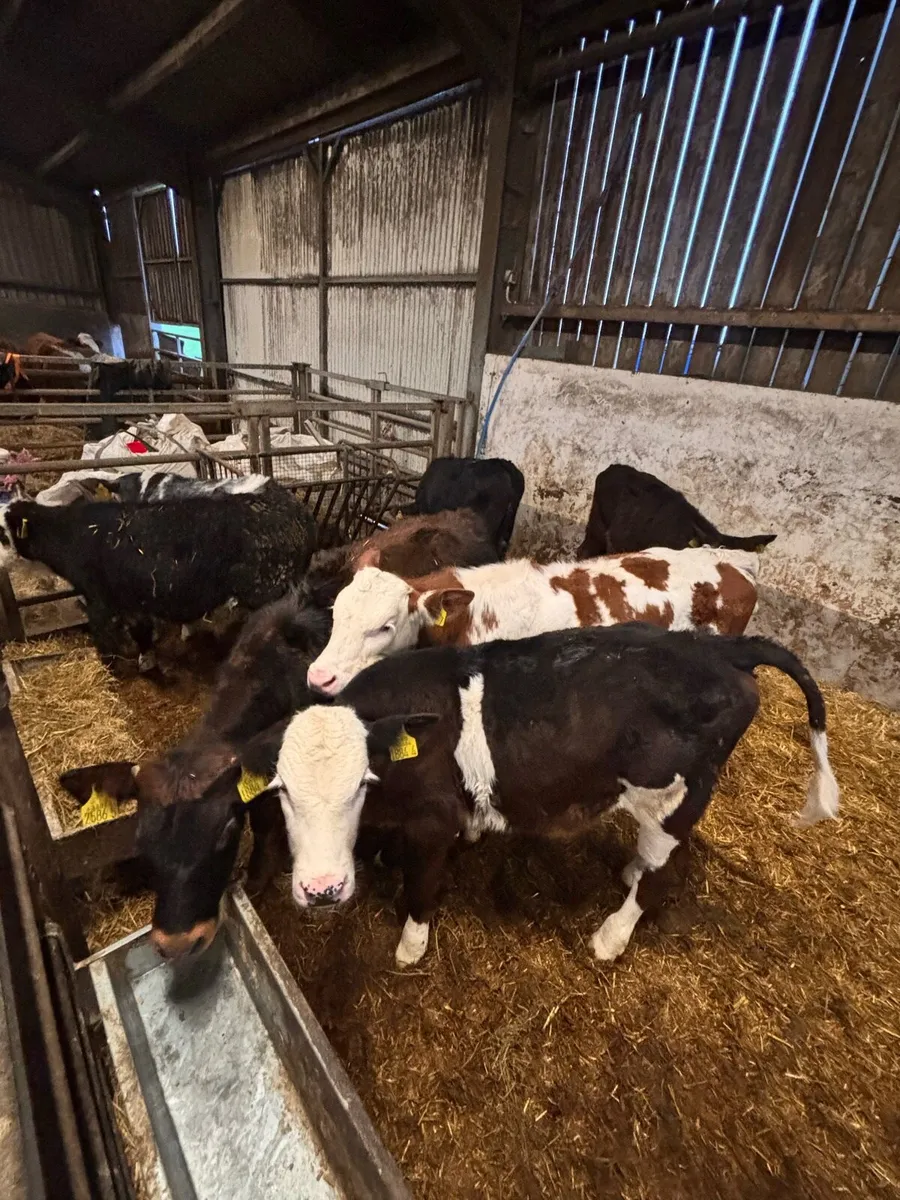 Hereford & FKV bulls. - Image 1