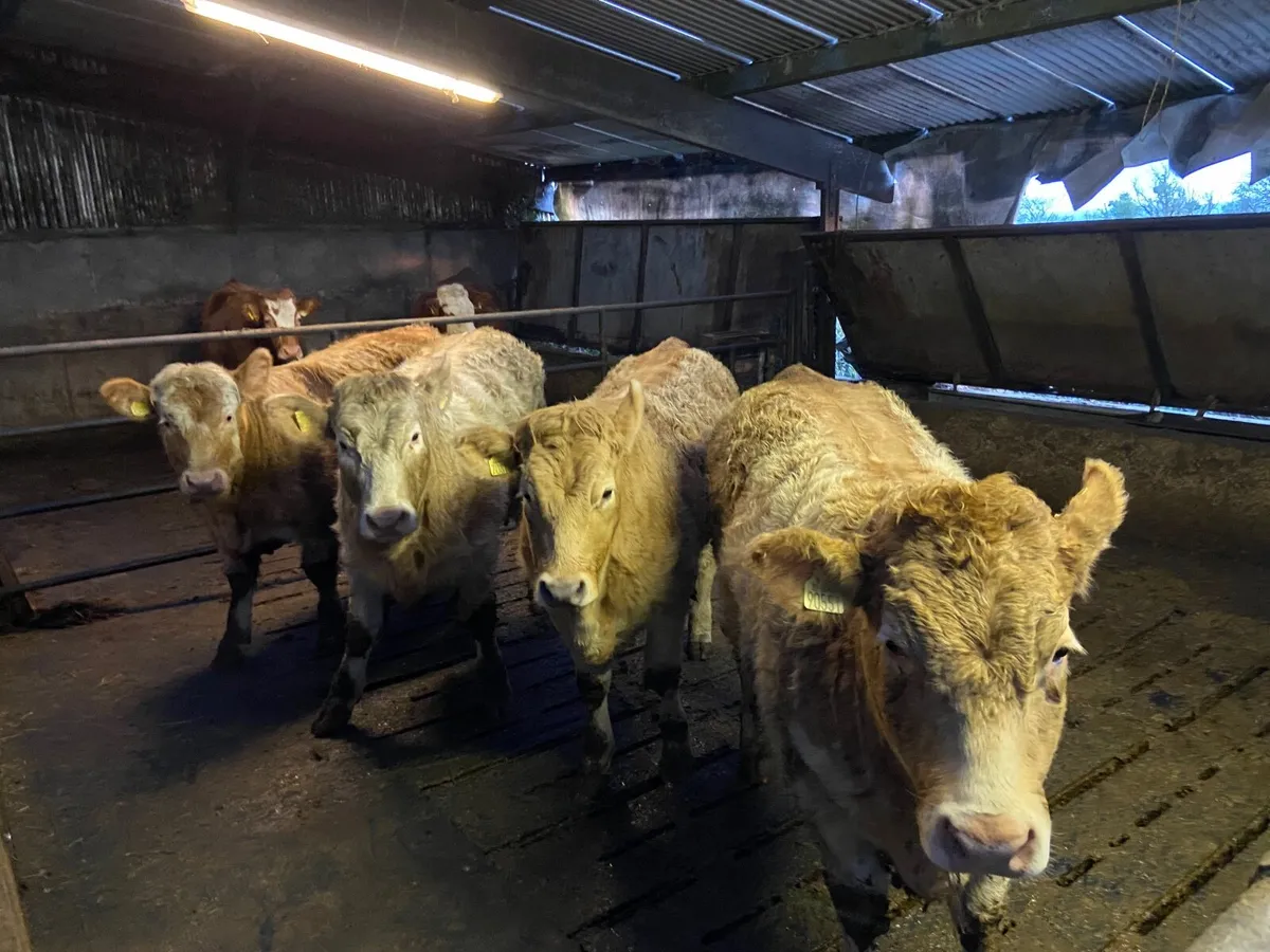 4 Charlaois Heifers - Image 1