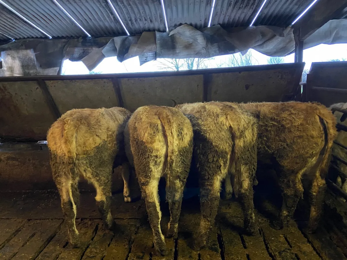 4 Charlaois Heifers - Image 4