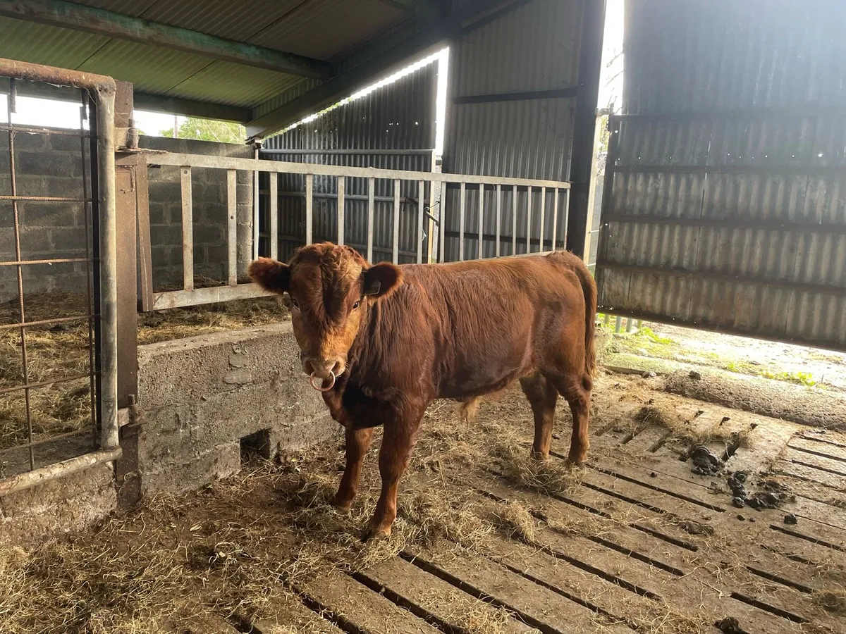 Organic Dexter Bullocks - Image 2