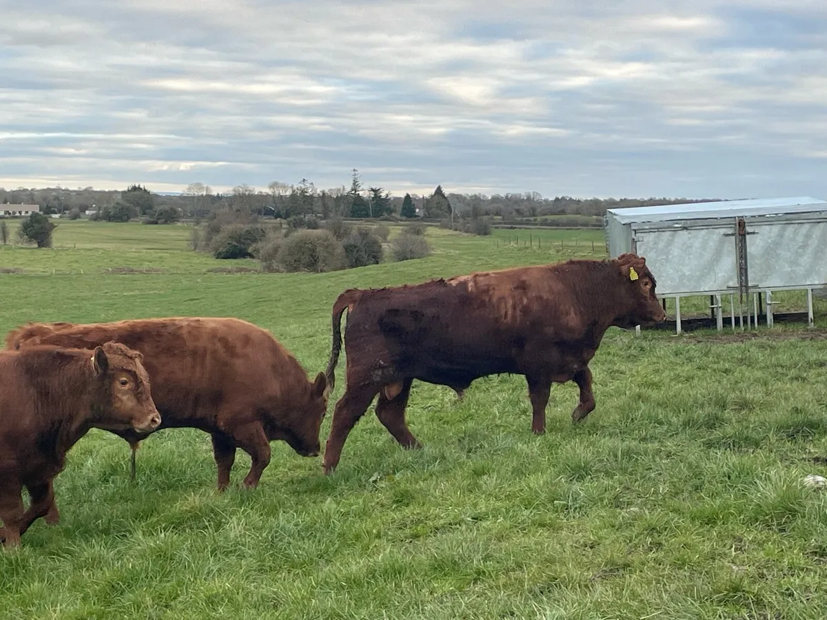 Organic Dexter Bullocks - Image 1