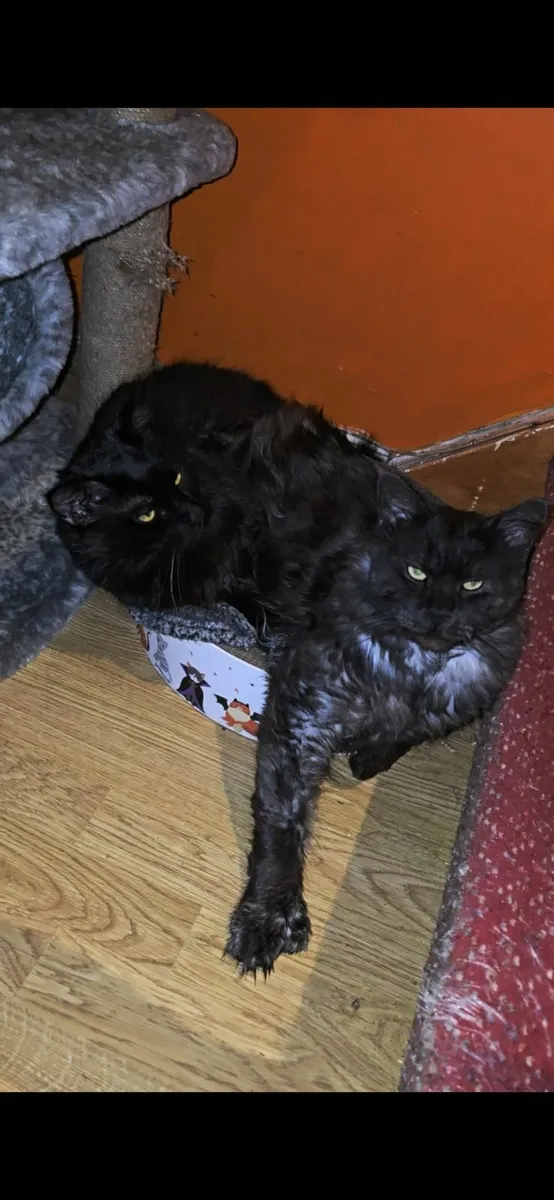 Big beautiful black panther polydactyl maine coon - Image 4