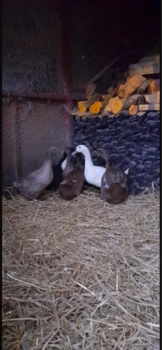 Ducks - Image 3