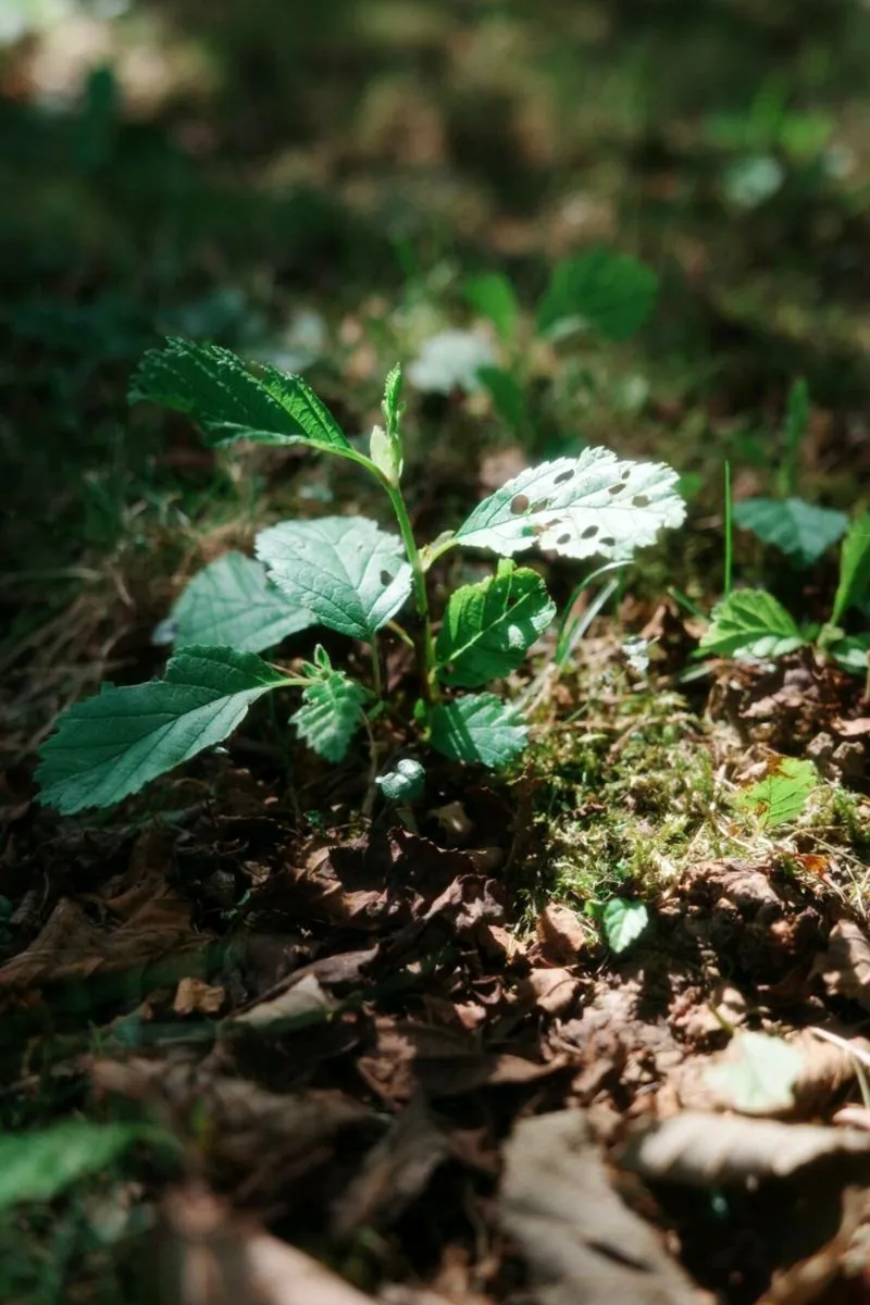 Ricoh GRIII X HDF - Image 4