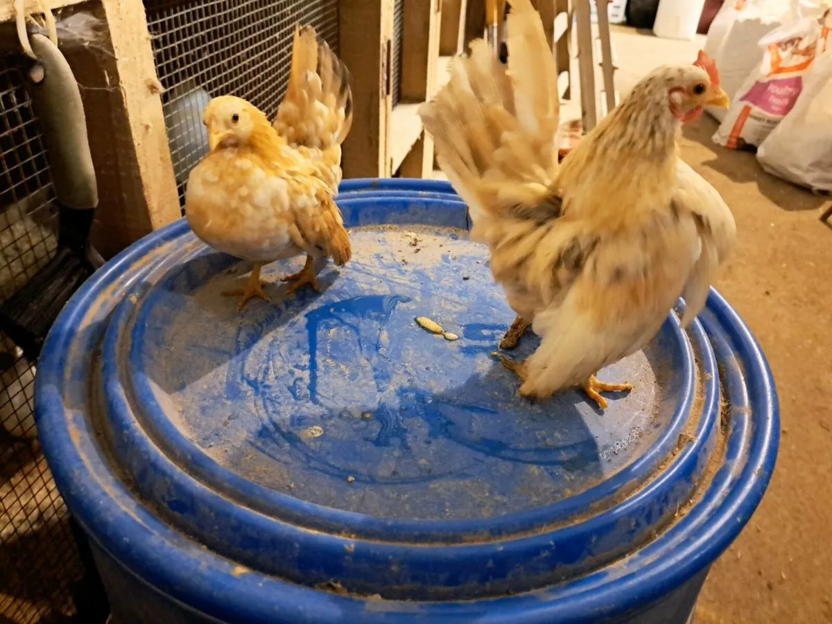 Sermras, pheasants Sussex,  RIRs - Image 4