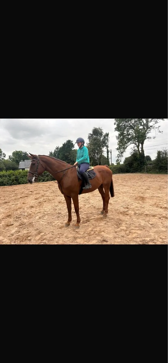 Horses - Image 4