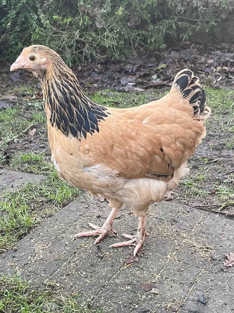 Bantam Light Susex / Buff Sussex - Image 3