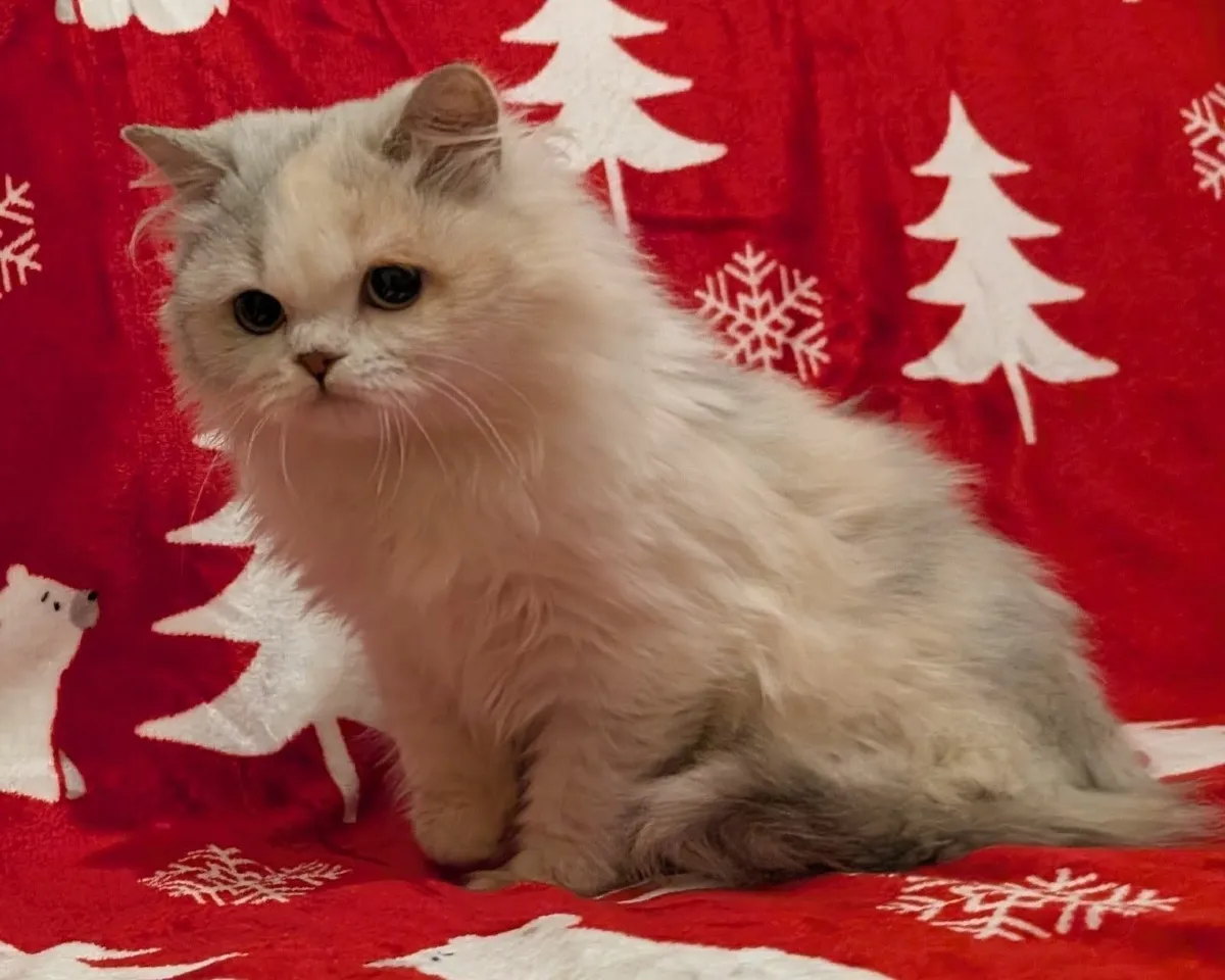 British long hair kitten - Image 2