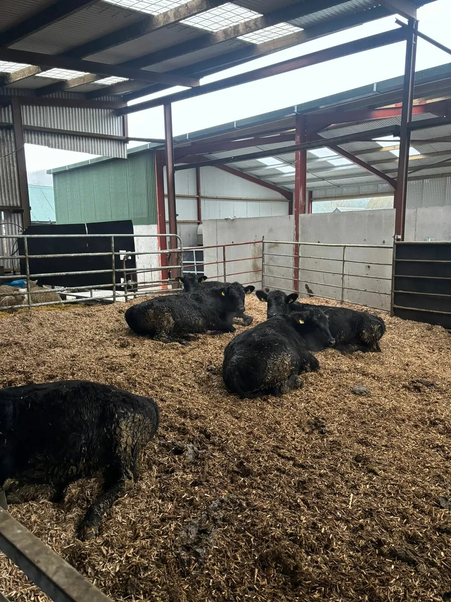 Miscanthus bedding - Image 3