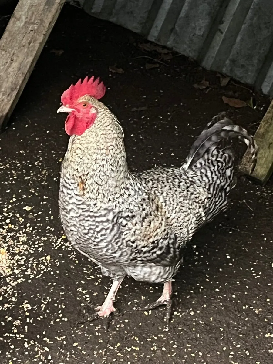Cuckoo Maran Rooster WANTED - Image 1