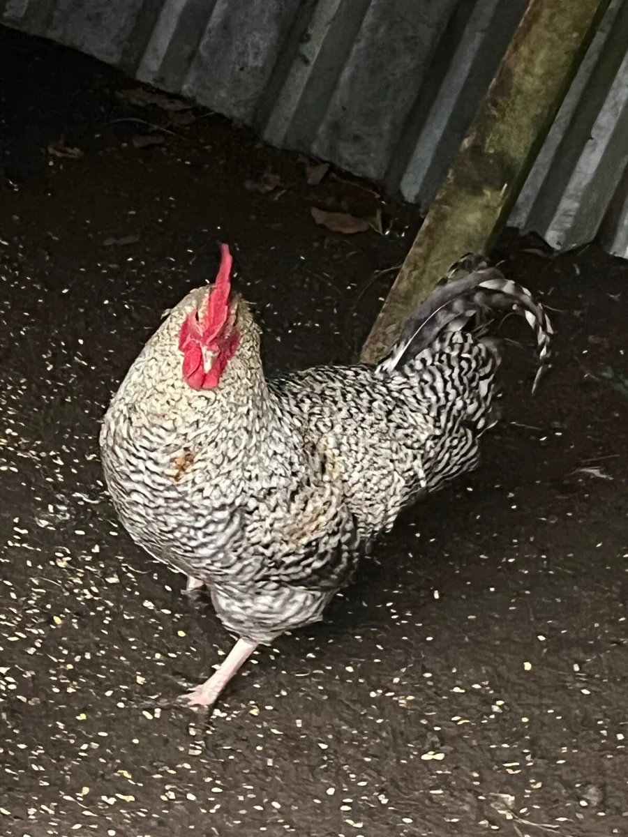 Cuckoo Maran Rooster WANTED - Image 2