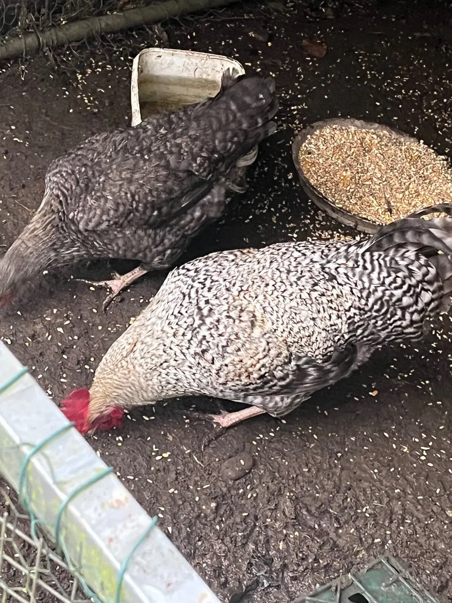 Cuckoo Maran Rooster WANTED - Image 3