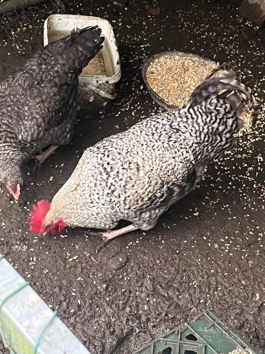 Cuckoo Maran Rooster WANTED - Image 4