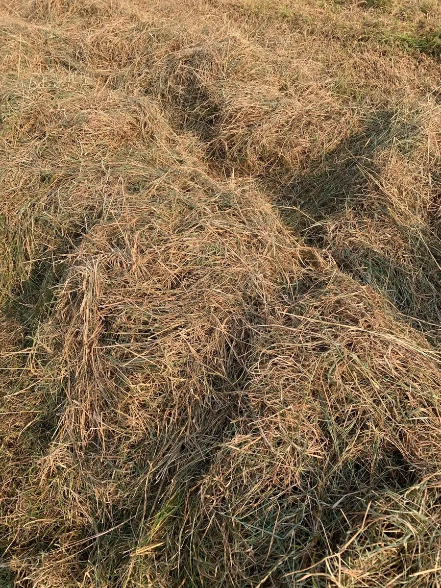 Organic Haylage - Image 2