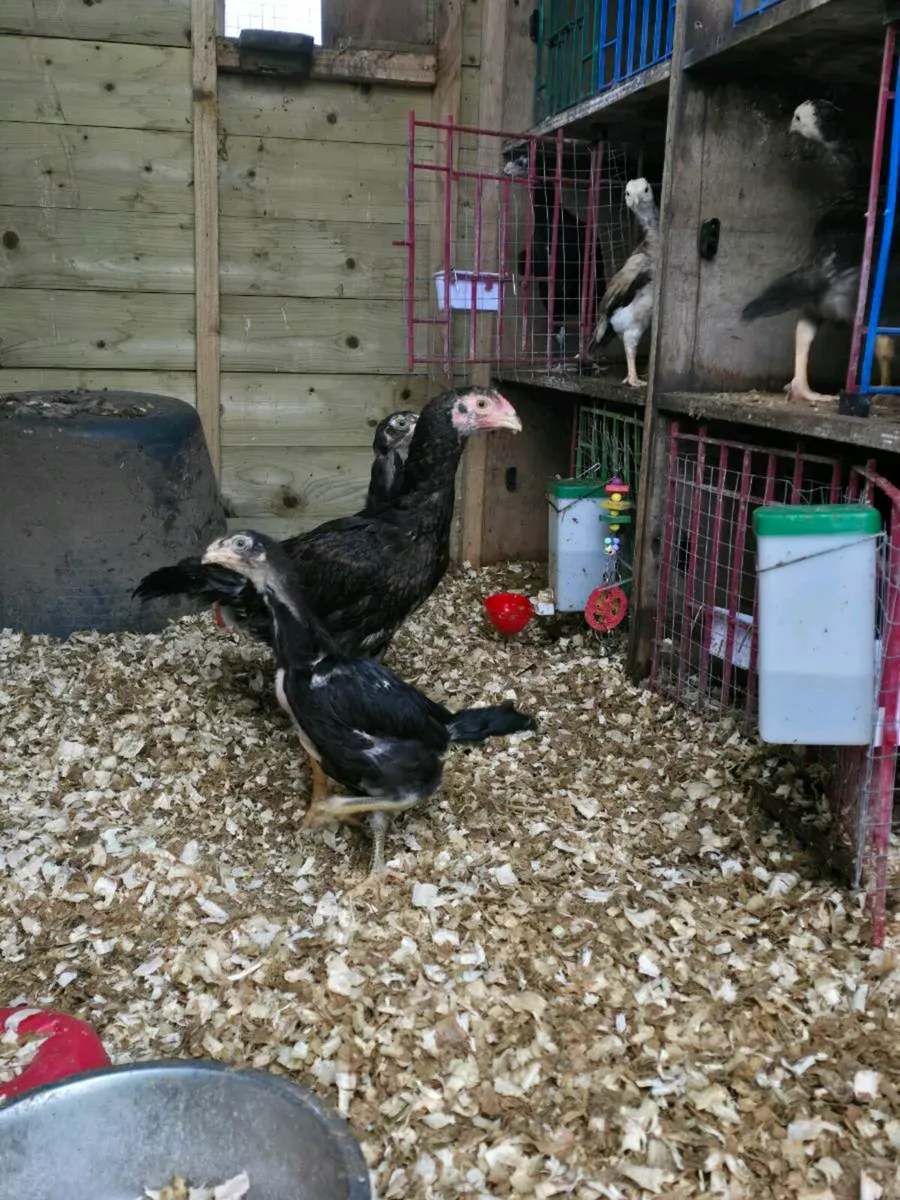 Shamo rooster - Image 1