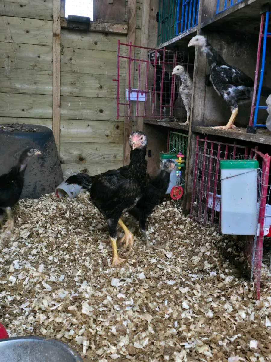 Shamo rooster - Image 2