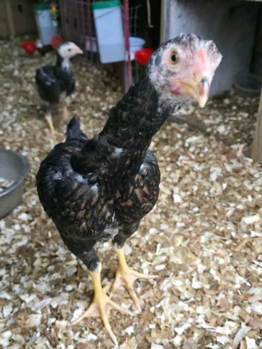 Shamo rooster - Image 3