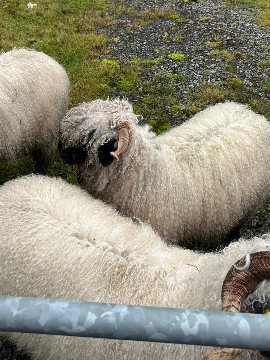 Selection of valais Blacknose ewes for sale - Image 1