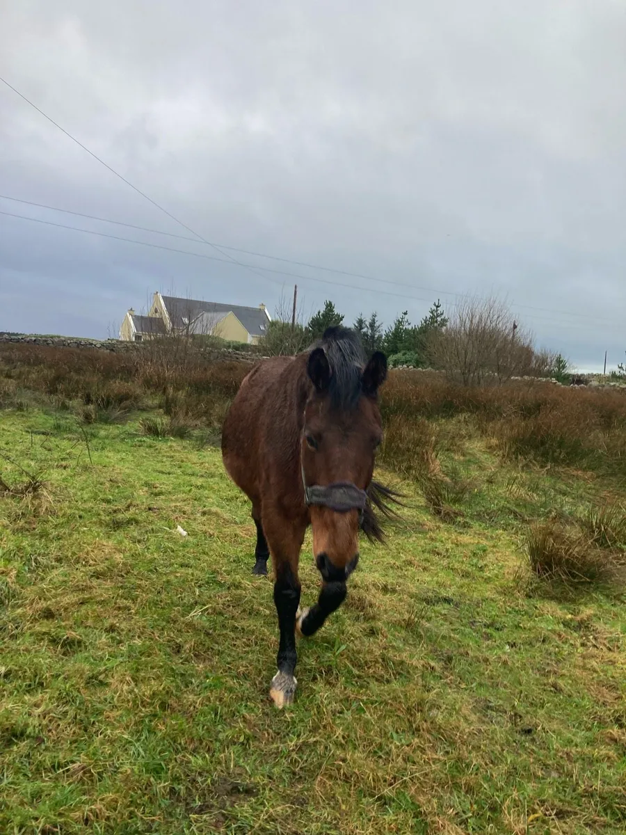 16 hand sports mare - Image 2