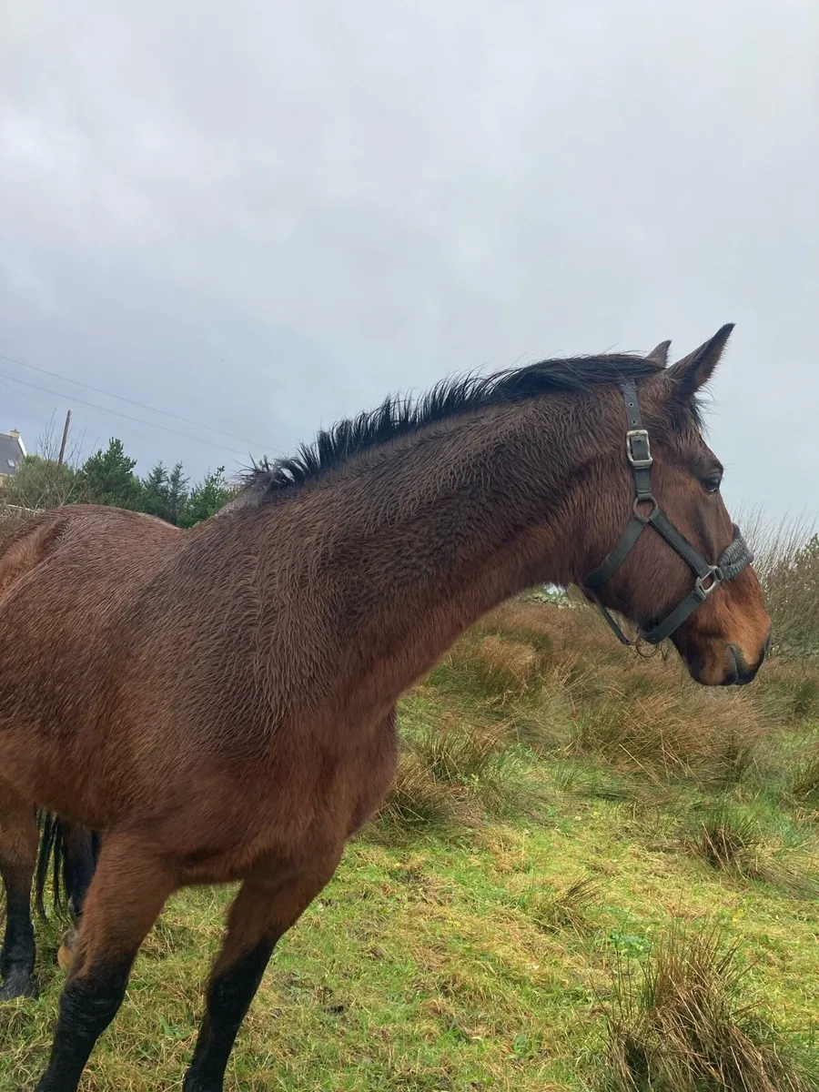 16 hand sports mare - Image 1