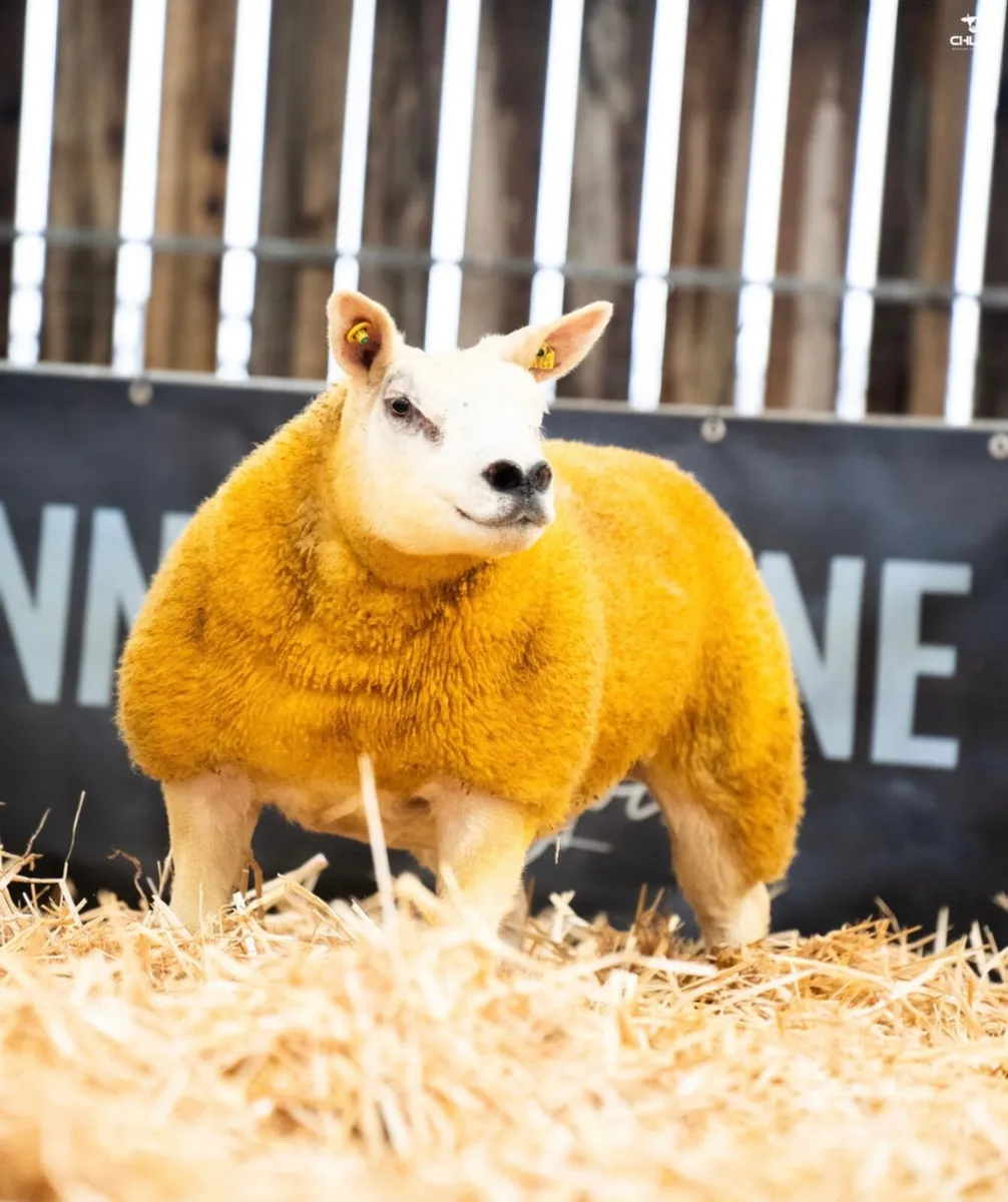 Pedigree Texel ewes- Carrick Christmas Belles - Image 3