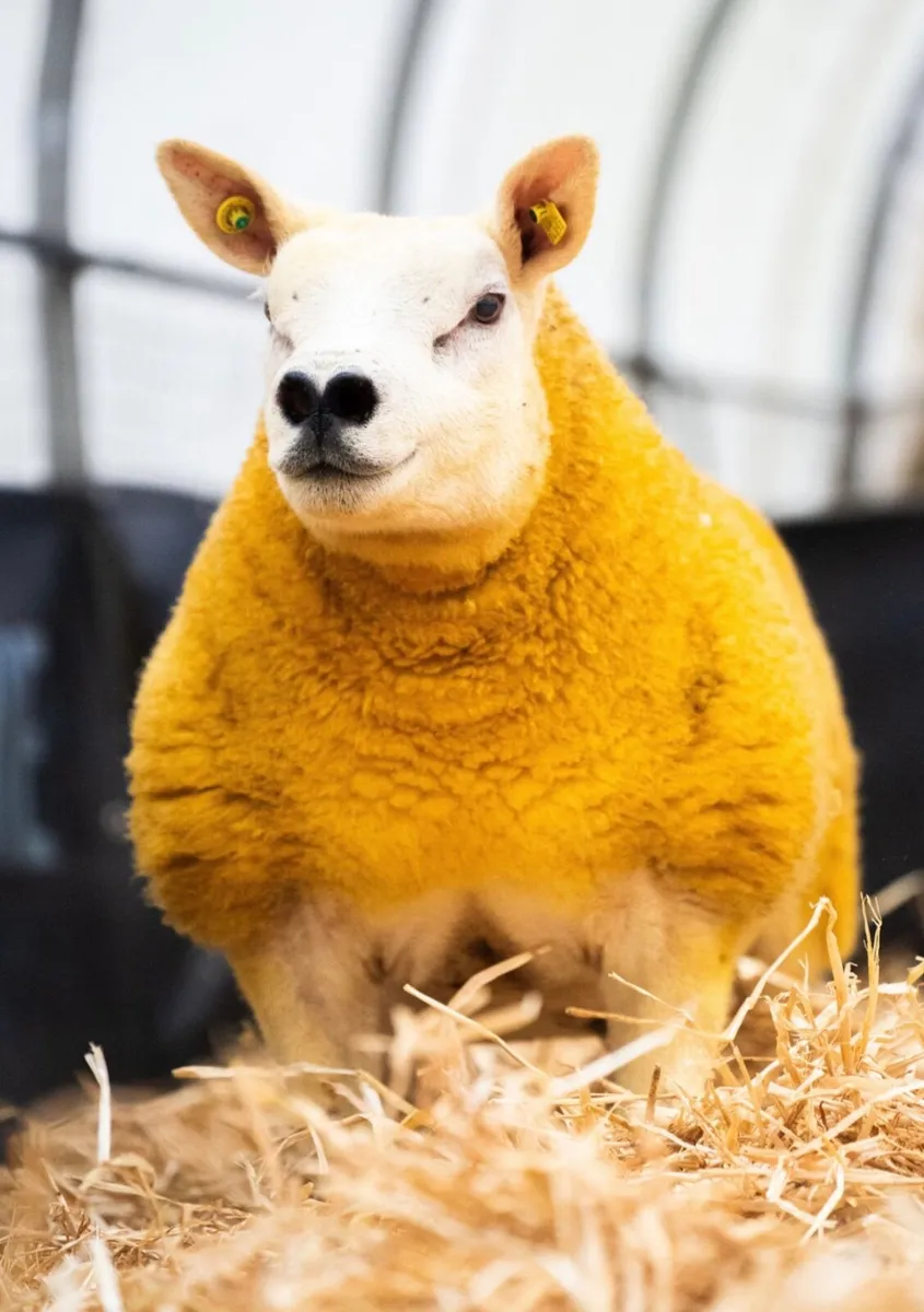 Pedigree Texel ewes- Carrick Christmas Belles - Image 4