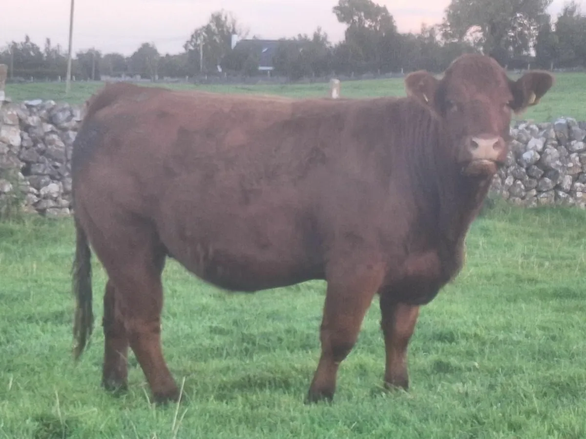 In calf heifers - Image 1