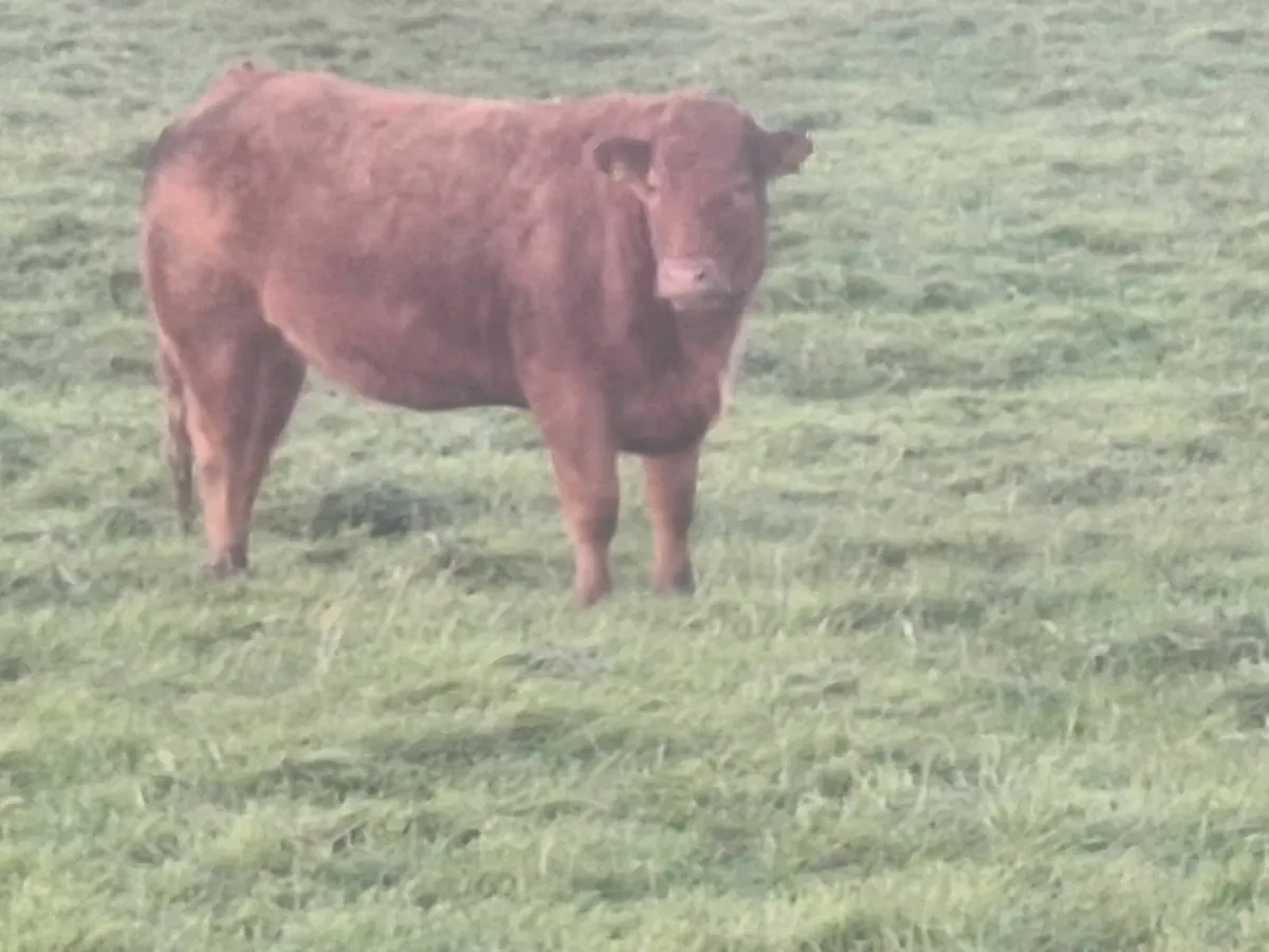 In calf heifers - Image 4