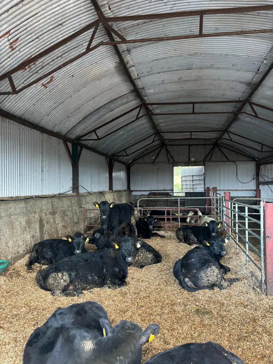 Miscanthus bedding - Image 1