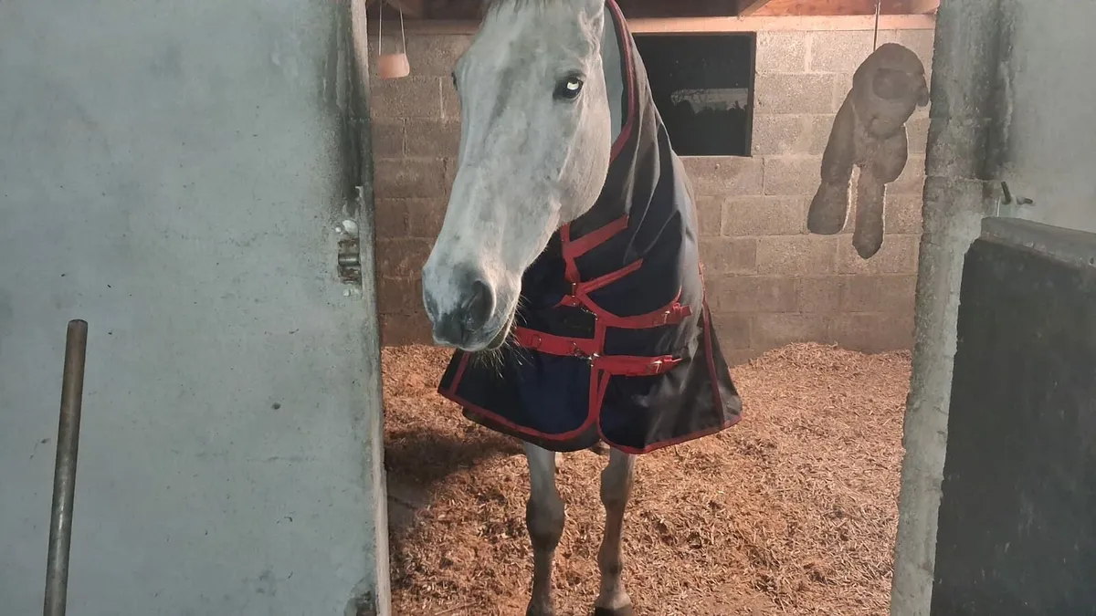 Miscanthus bedding - Image 2