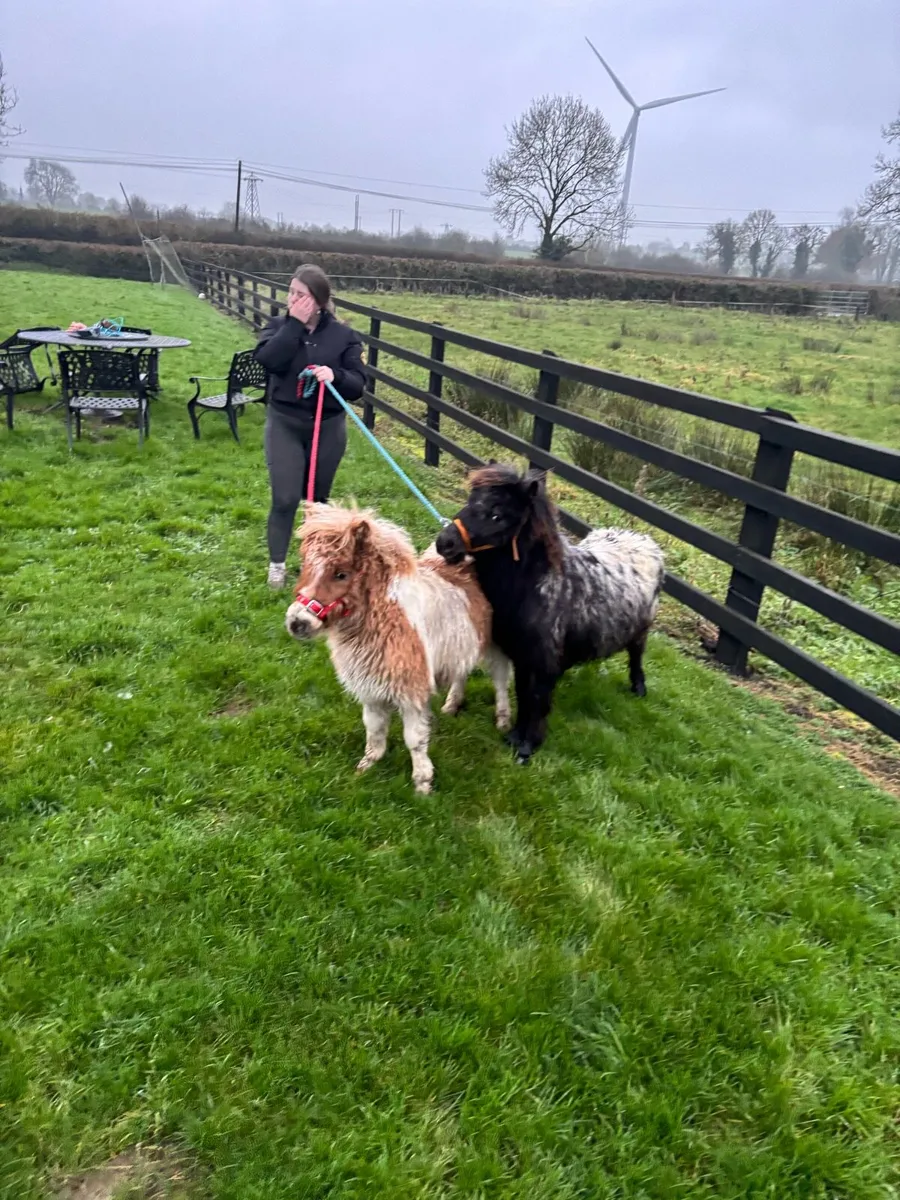 Milli& Willie - Image 3