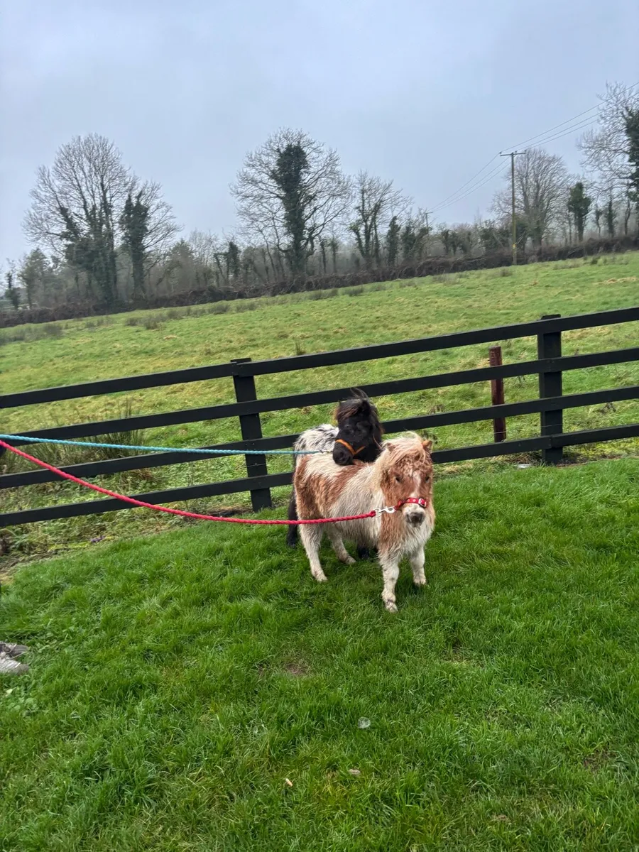 Milli& Willie - Image 4