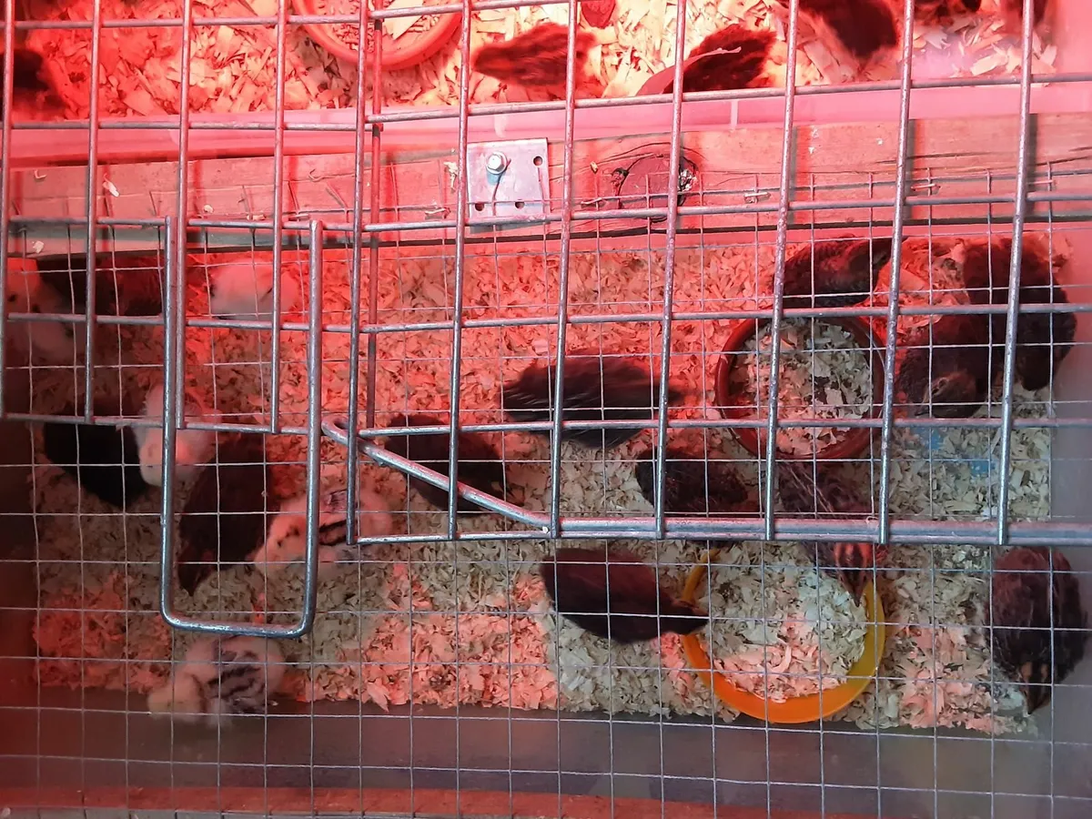 Day old silkie, pekin bantam and quail chicks - Image 1