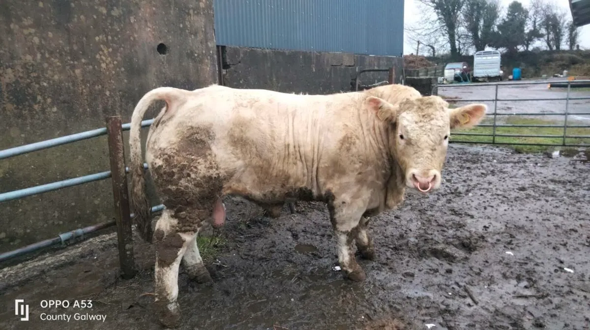 Charolais bull - Image 1