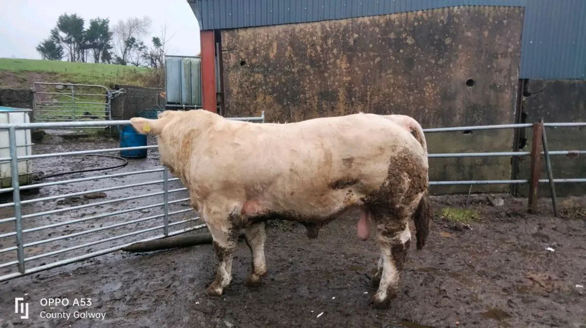 Charolais bull - Image 2