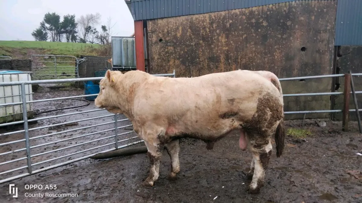 Charolais bull - Image 3