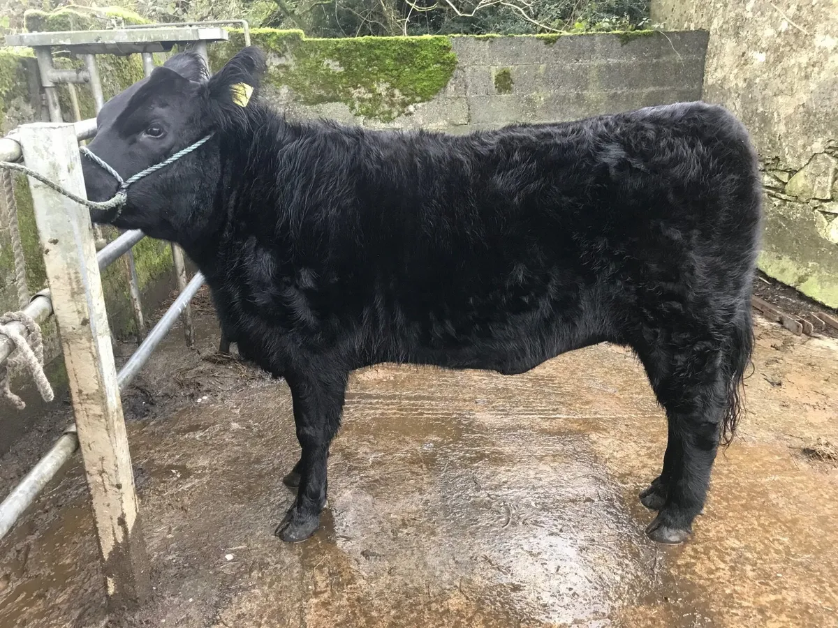 Angus Heifers - Image 1