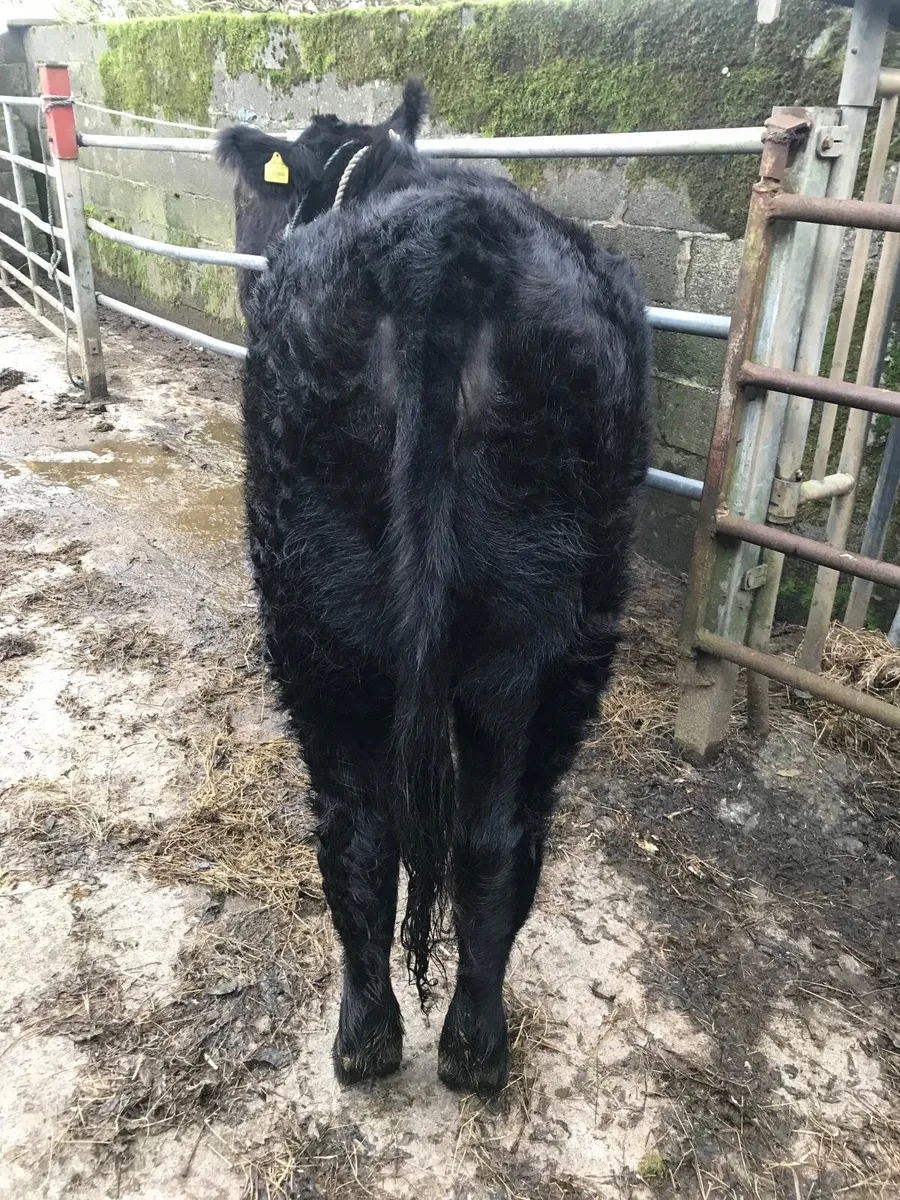 Angus Heifers - Image 4