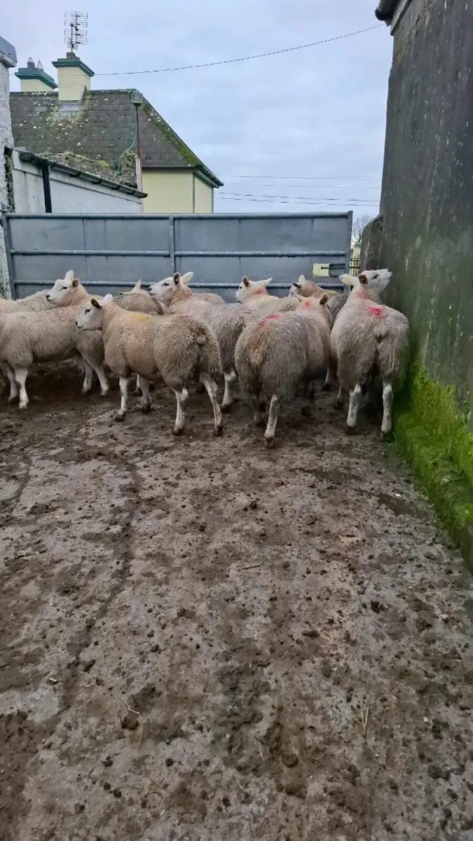 10 x serious Texel ewe lambs - Image 2