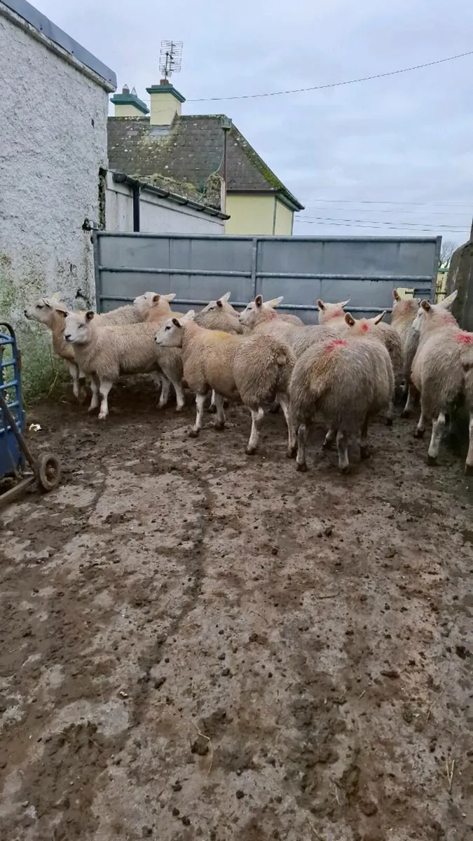 10 x serious Texel ewe lambs - Image 3
