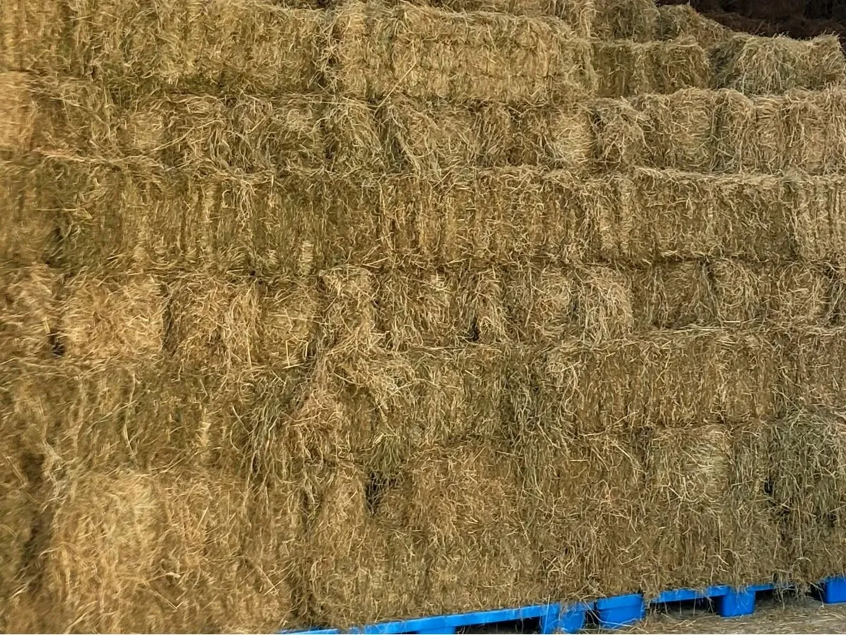 square bales of hay - Image 2