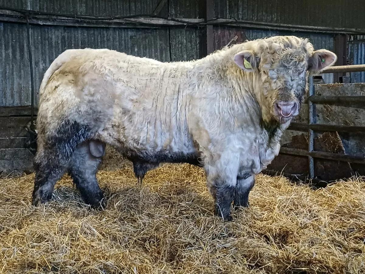 PBR CHAROLAI BULL - Image 1