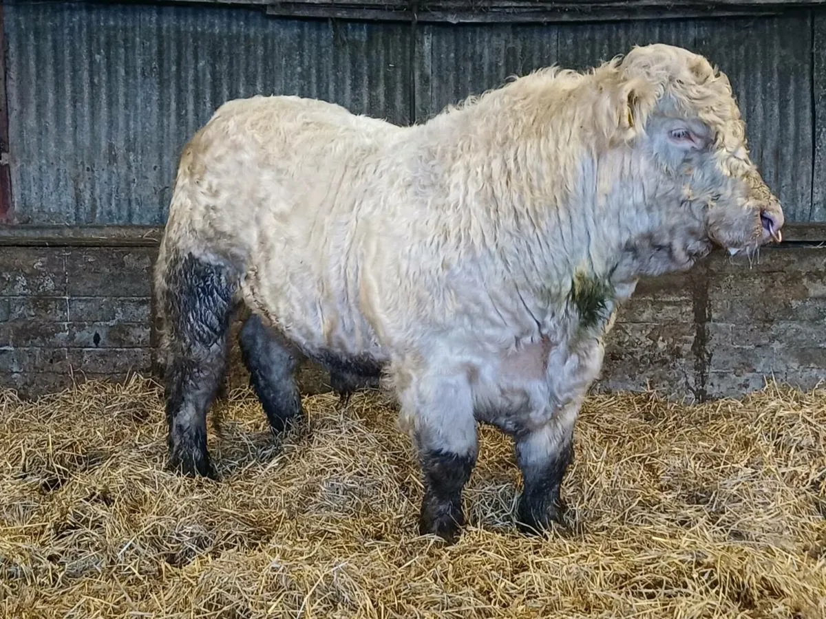 PBR CHAROLAI BULL - Image 4