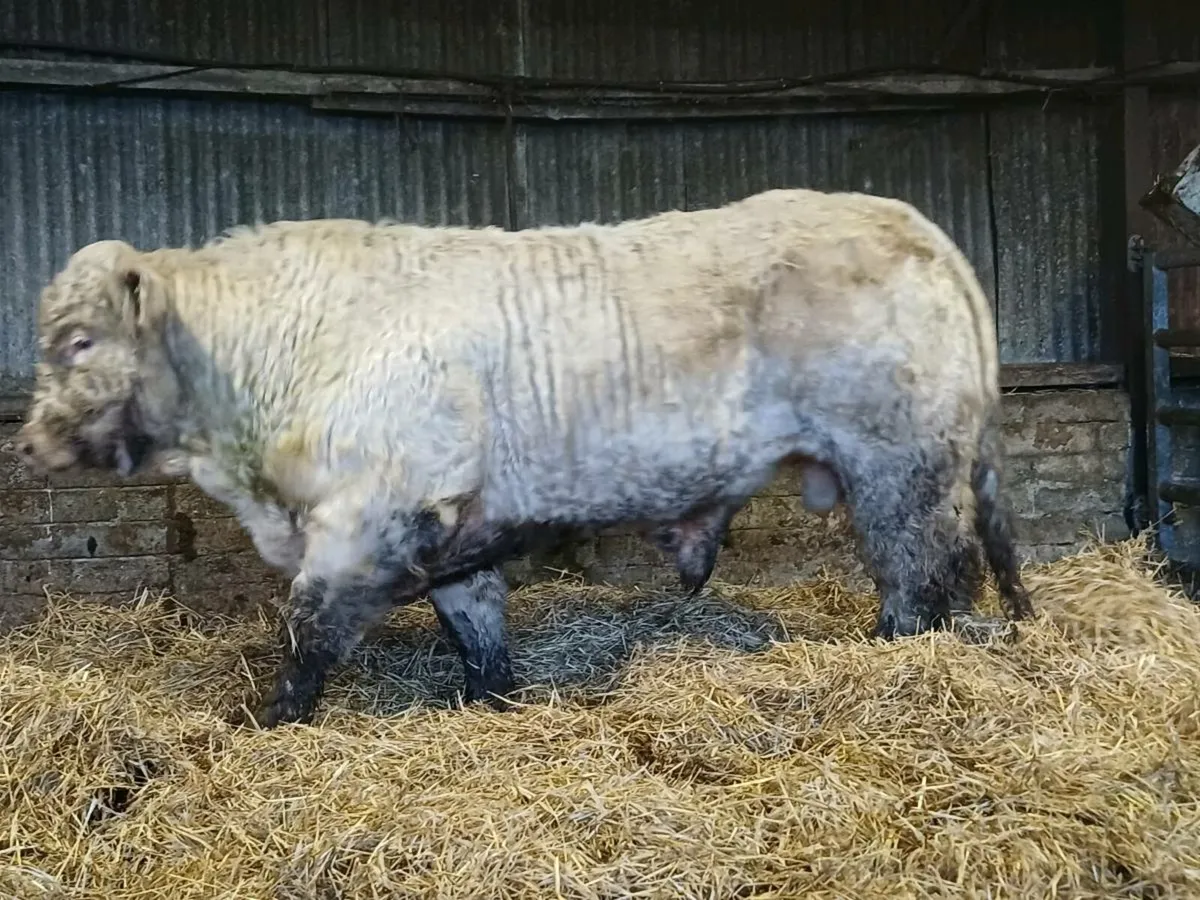 PBR CHAROLAI BULL - Image 2