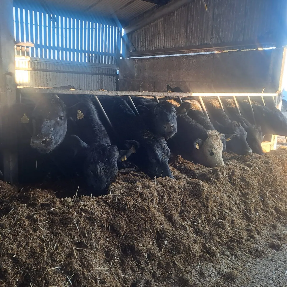 50 Angus and Hereford heifers for sale - Image 1