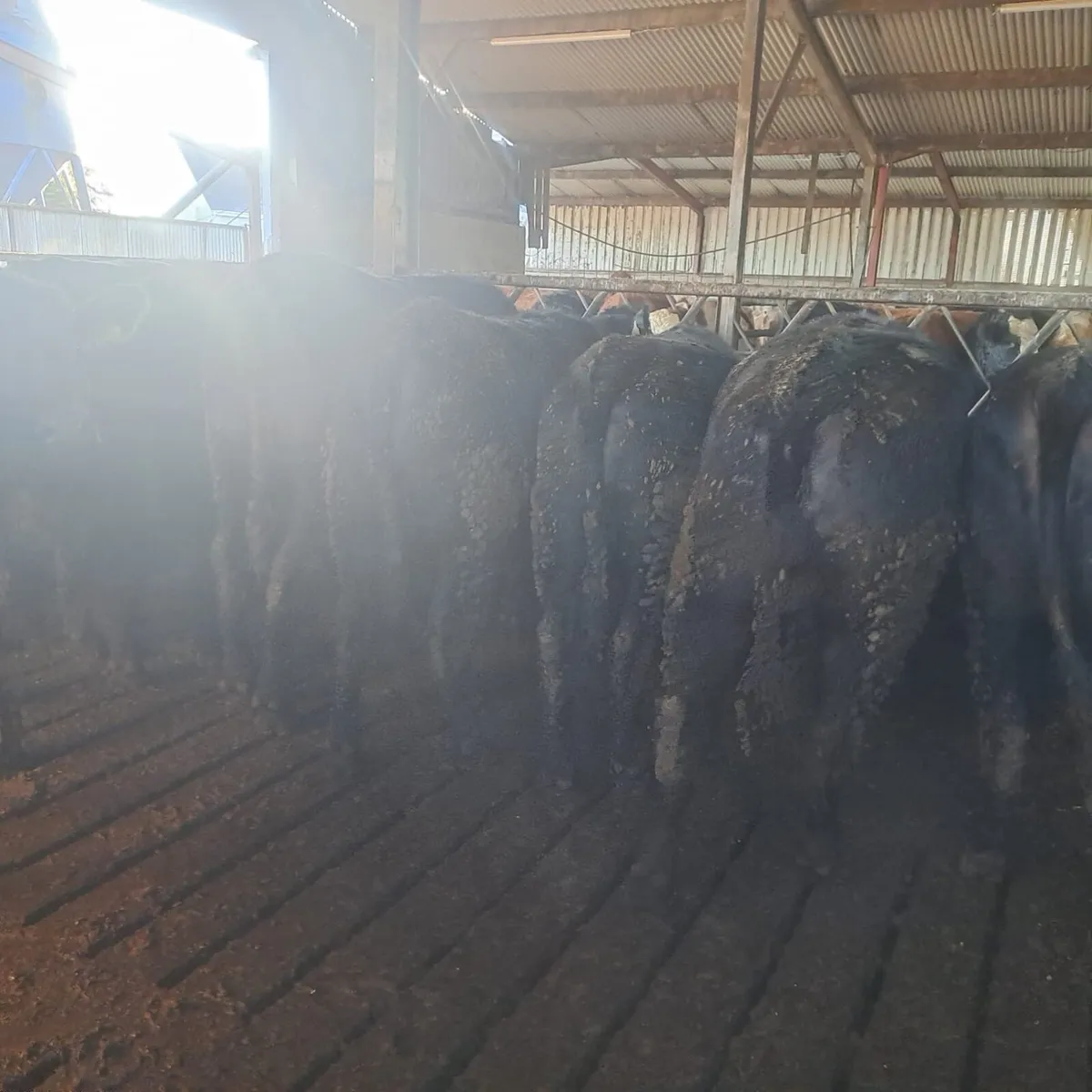50 Angus and Hereford heifers for sale - Image 2