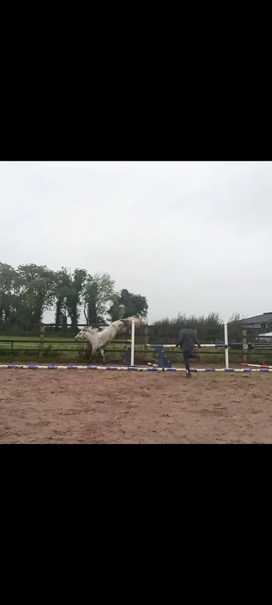 14.1 approx Connemara gelding - Image 2